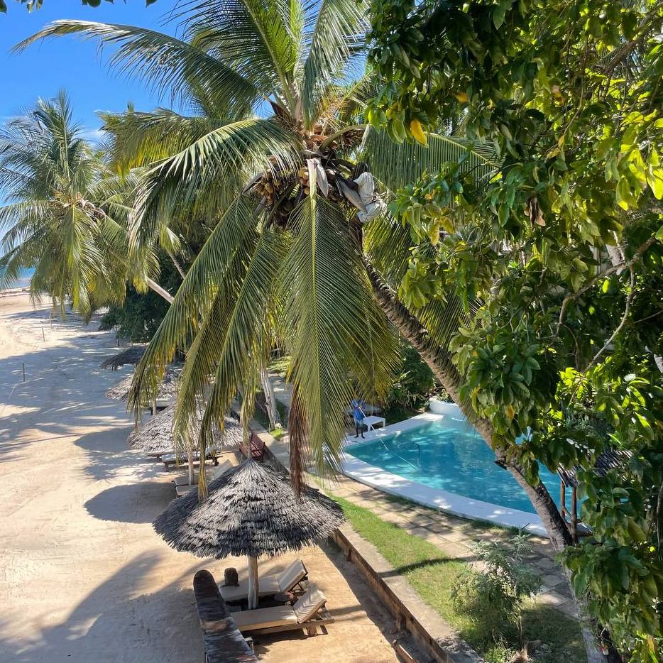 Harvesting Coconuts