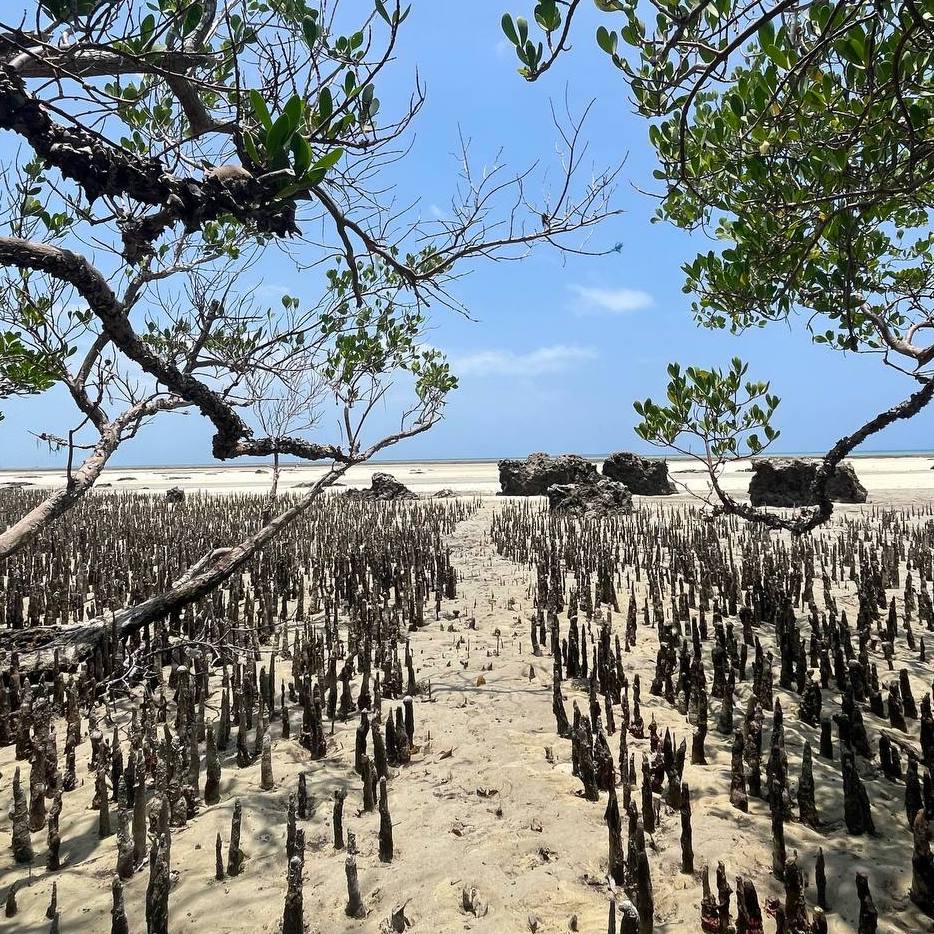 Mangroves